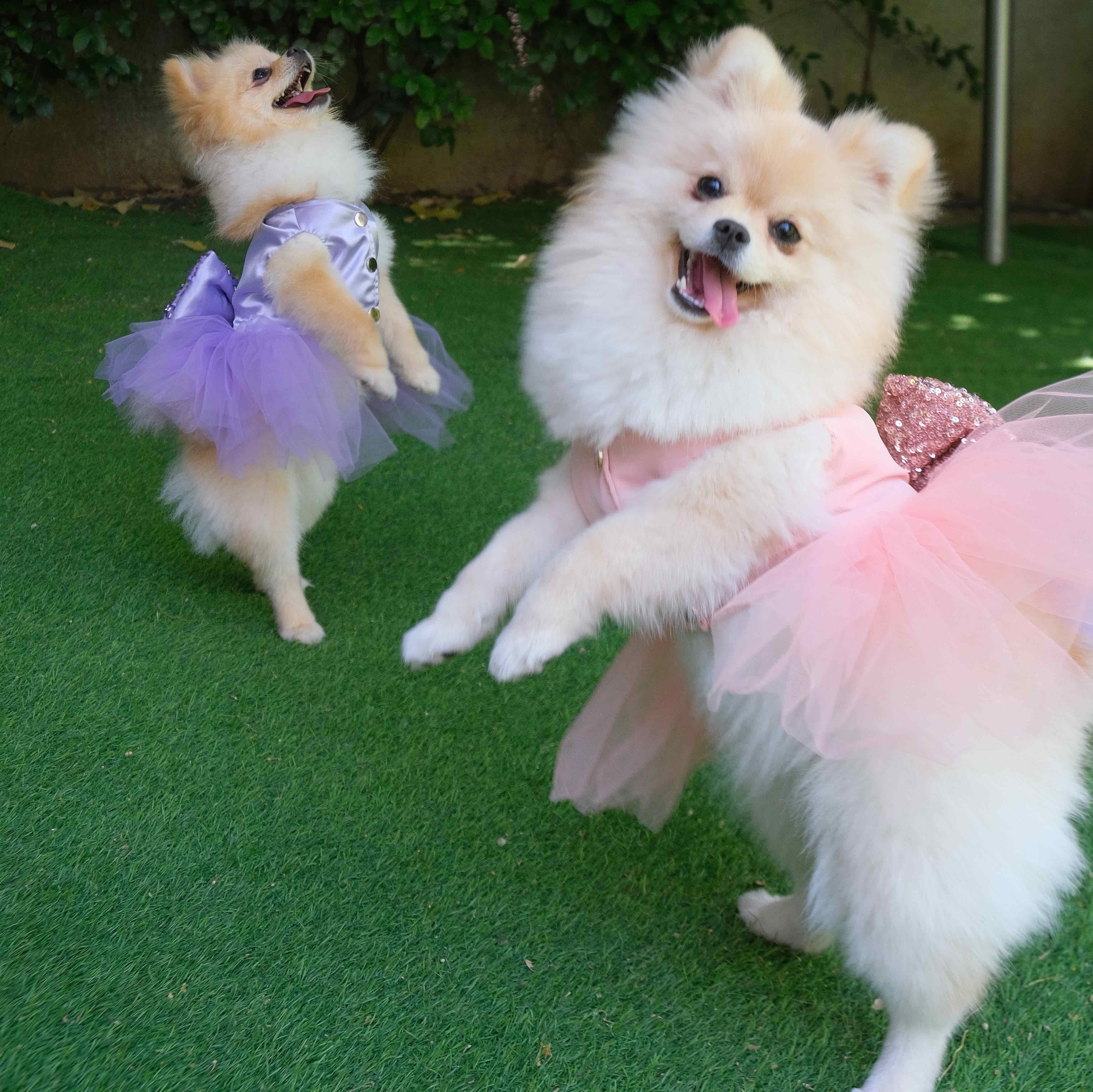 Köpekler için şık kıyafetler