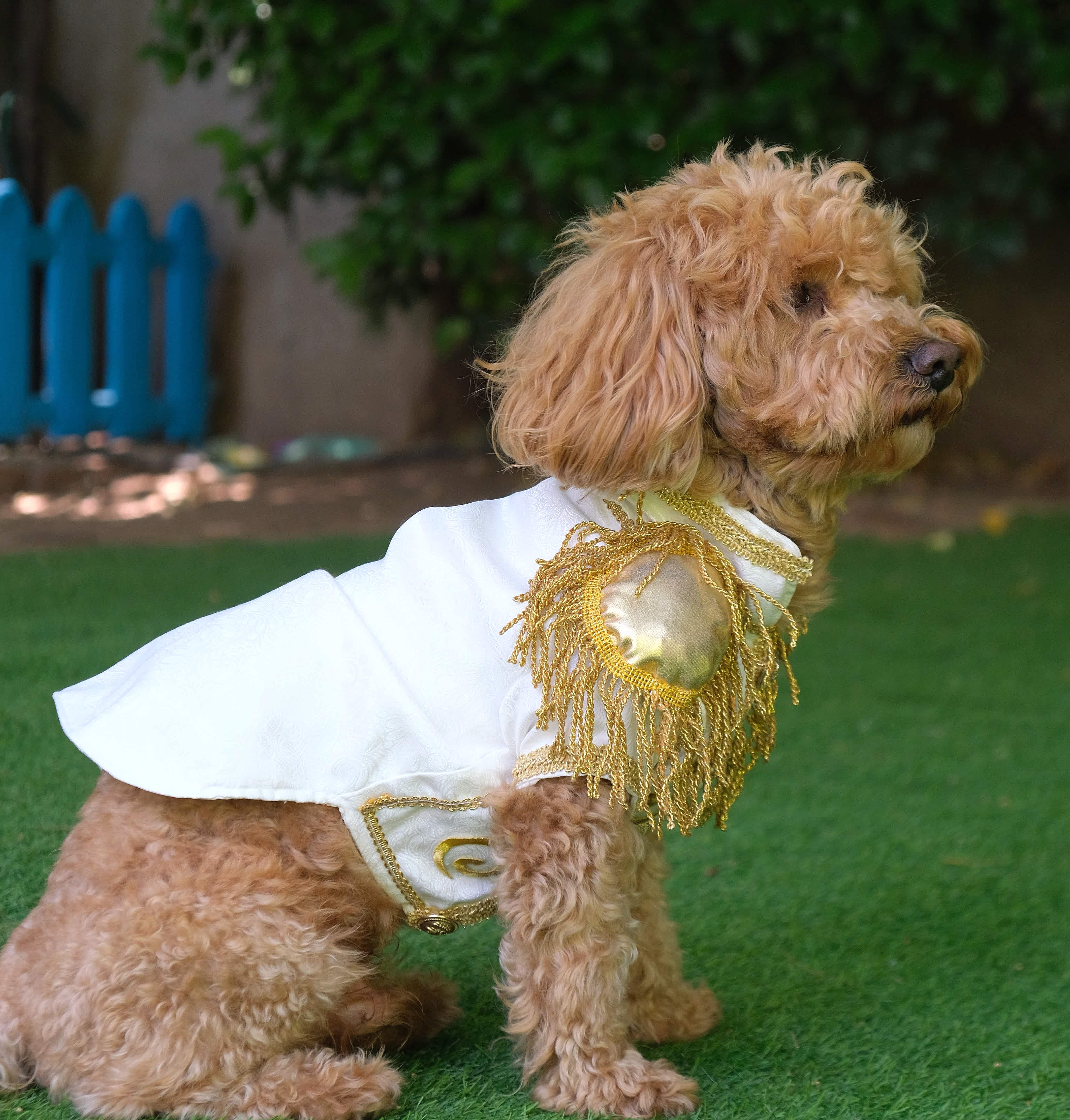 Patilance Pet Butik reyonu