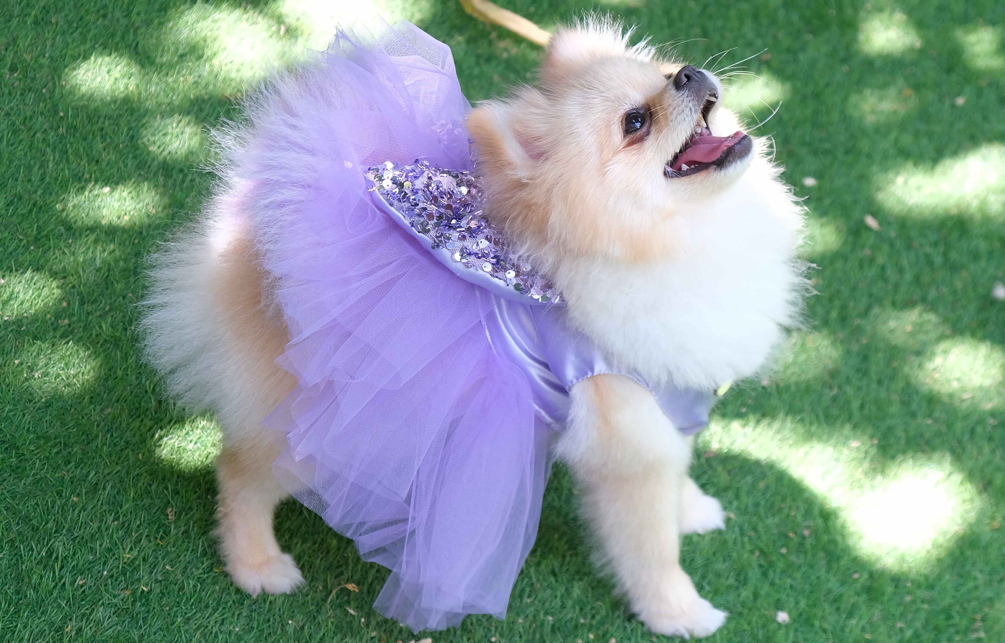 Kedi ve köpek oyuncakları