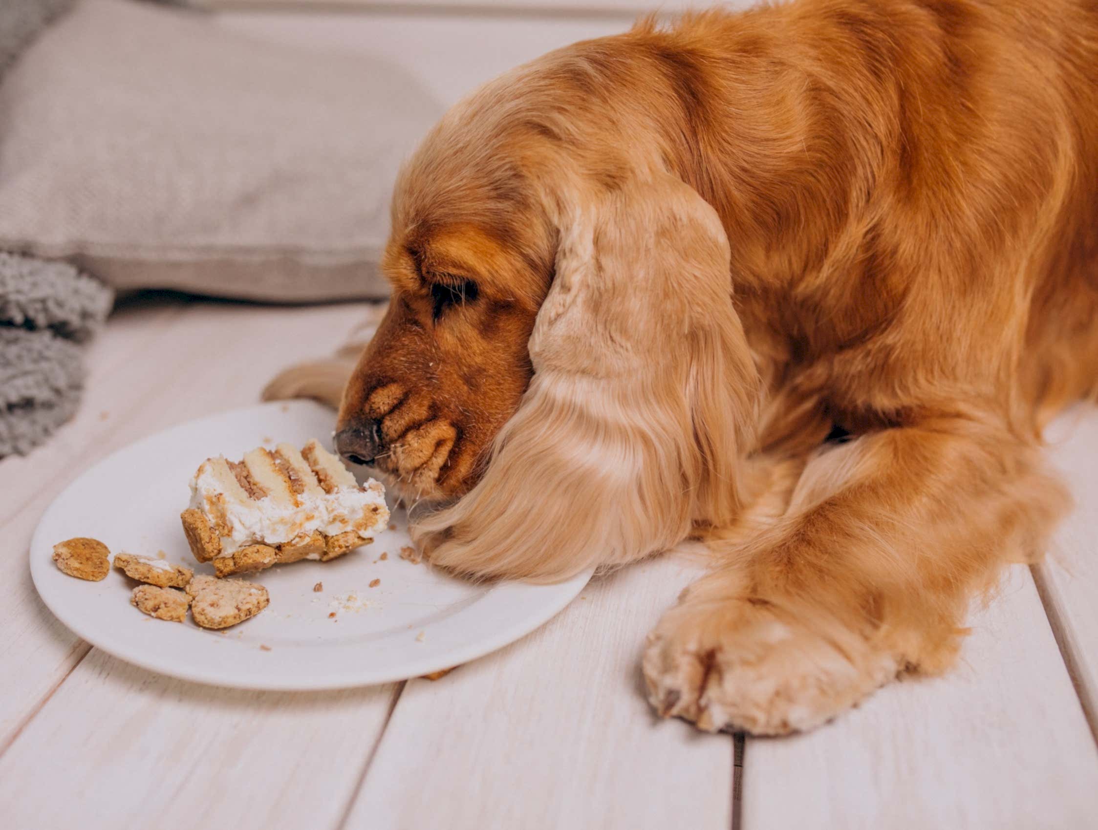 Patilance Pet Cafe iç mekan