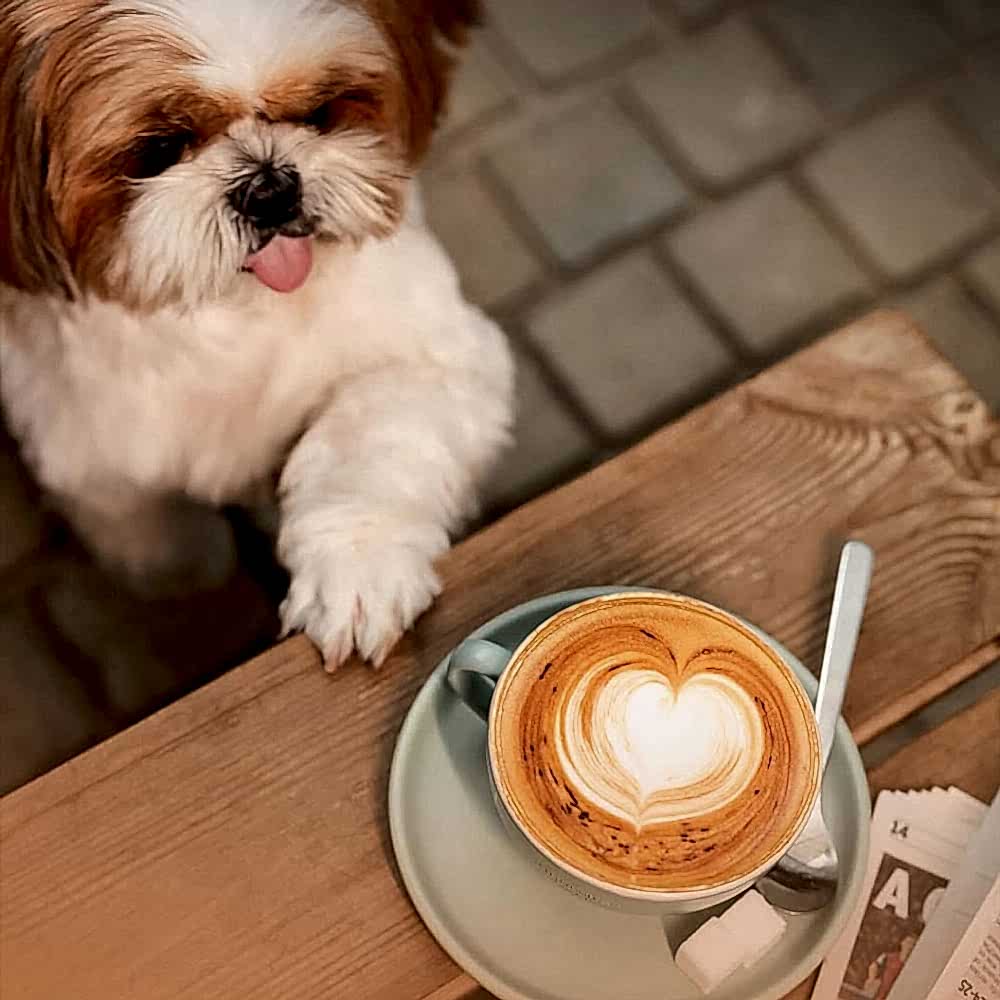 Pet Cafe'de oynayan köpekler