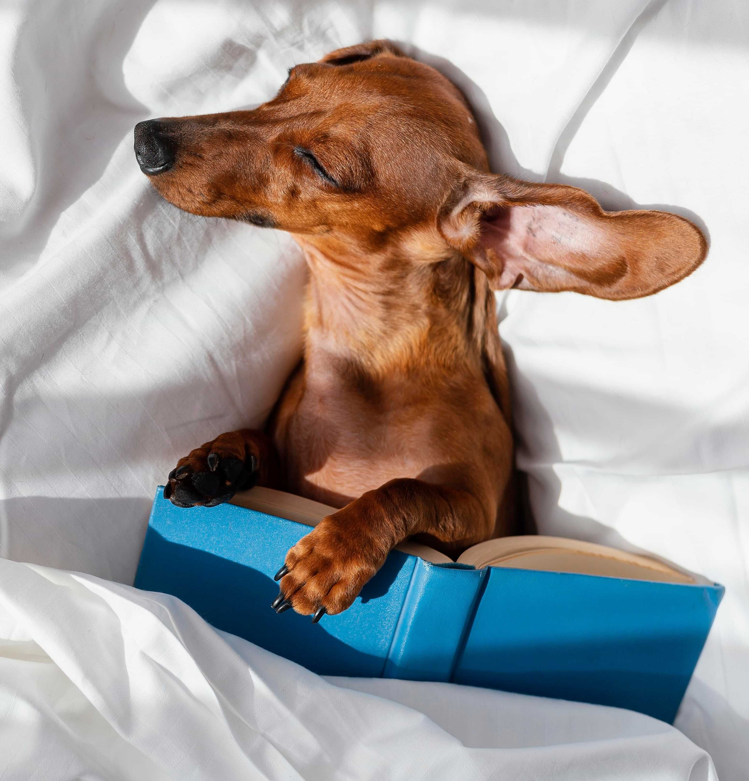 Pet otelde konaklayan kedi