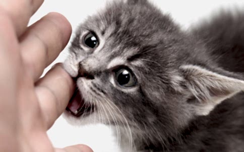 Kediler Neden Isırır? Kedilerin Isırma Davranışının 7 Yaygın Nedeni